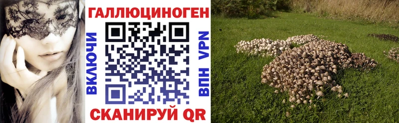 где можно купить наркотик  Острогожск  маркетплейс официальный сайт  Псилоцибиновые грибы GOLDEN TEACHER 