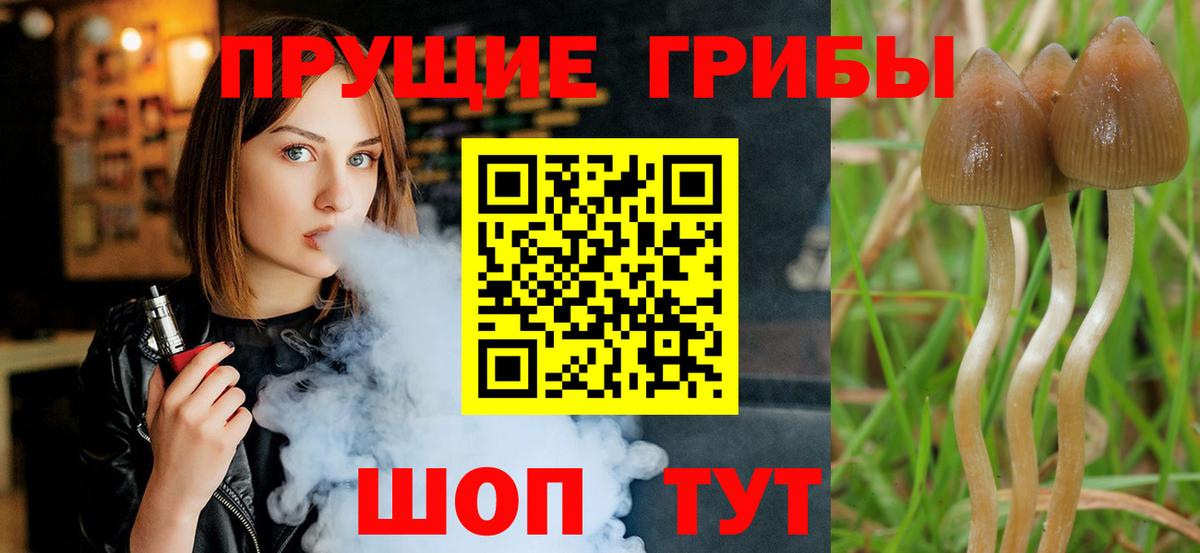 Острогожск  Псилоцибиновые грибы прущие грибы  Вход с VPN 